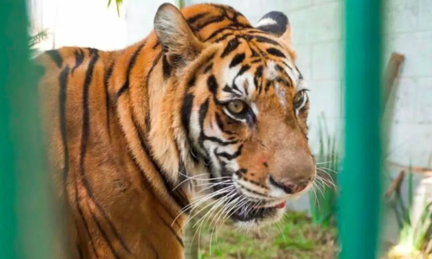 Visitan 10 mil personas el zoológico de Veracruz, durante Semana Santa