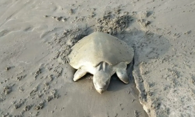 Tortuga Lora desova 115 huevos en playa de Boca del Río