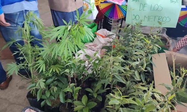 VENTA DE  MAR1HUANA EN TIANGUIS DE PEROTE