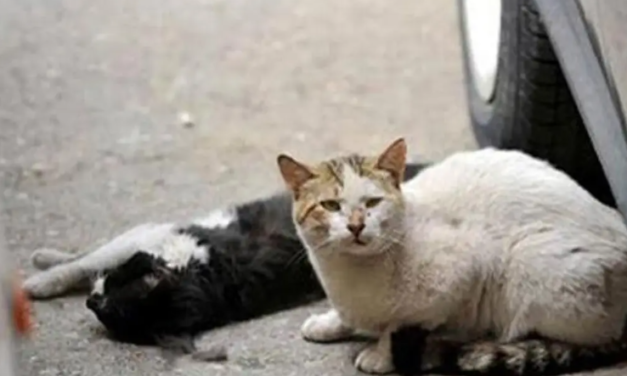 Envenenan a casi una decena de gatos en fraccionamiento de Veracruz