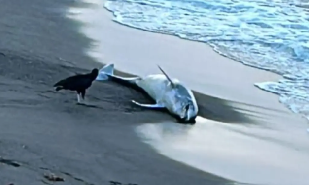 Aparece delfín muerto en playas de la riviera veracruzana