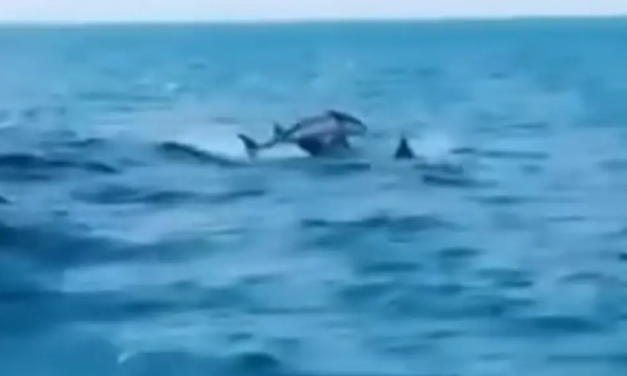 Captan delfines en mar de Veracruz desde una lancha