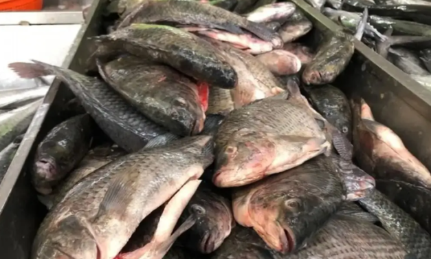 Apagón en el mercado de pescadería de Veracruz