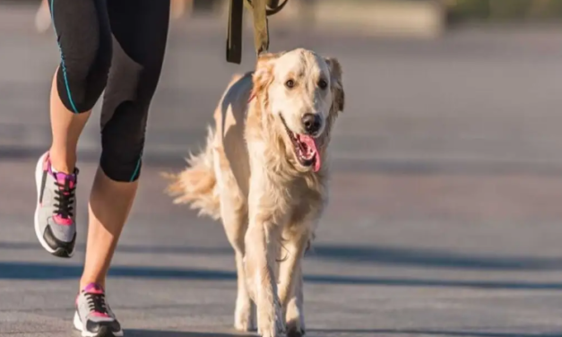 Anuncian carrera de mascotas con causa en Veracruz