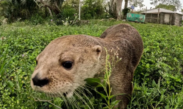 Liberan a Max, la nutria que estaba lastimada