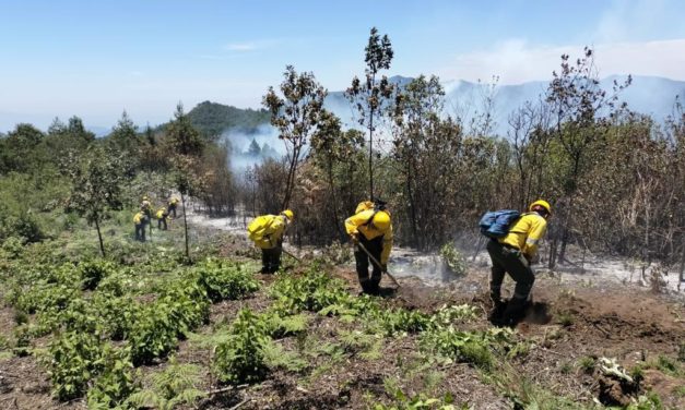 REPORTAN 9 INCENDIOS FORESTALES EN 8 MUNICIPIOS DE VERACRUZ