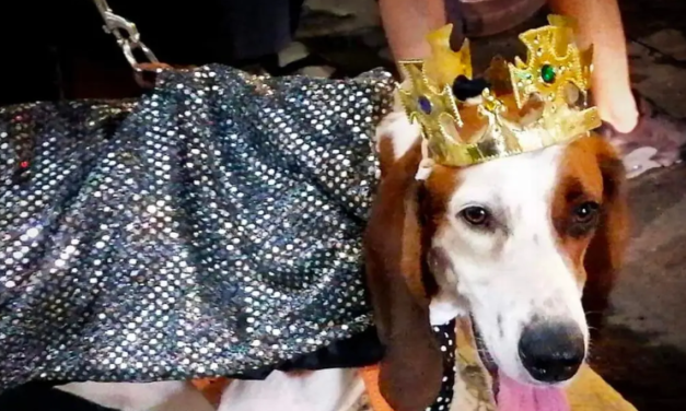 Con mucha tristeza, Chaco, el rey canino, acude al entierro de Juan Carnaval