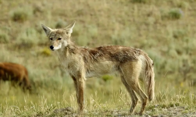 Avistan manadas de coyotes en Veracruz