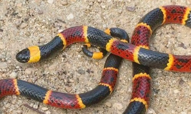 Lluvia incrementa el hallazgo de serpiente coralillo en colonias de Veracruz