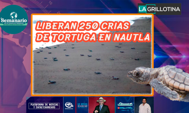 🐢LIBERAN EN NAUTLA 250 CRÍAS DE TORTUGA