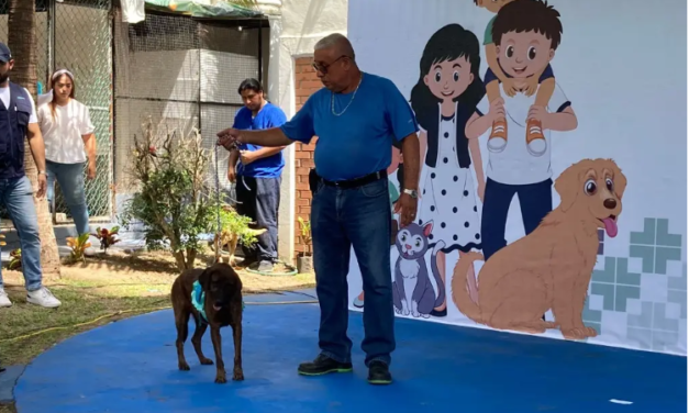 Han adoptado a 169 perritos que fueron maltratados en Veracruz