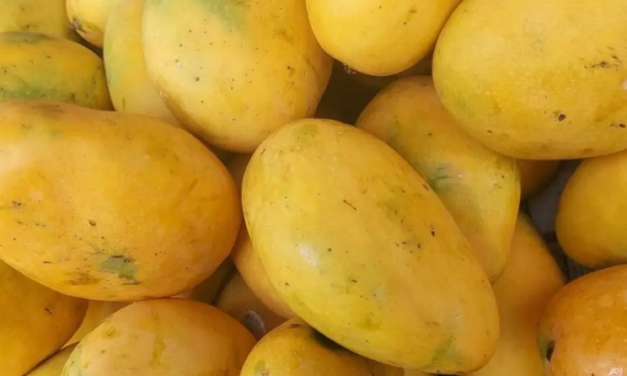 También el mango ha subido de precio en Veracruz