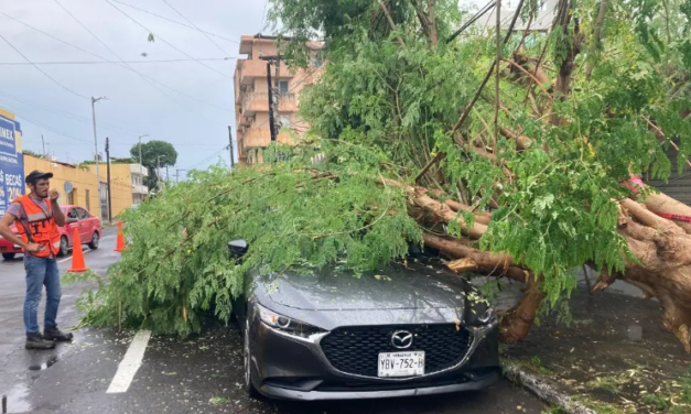 Cae arbol sobre auto en Veracruz