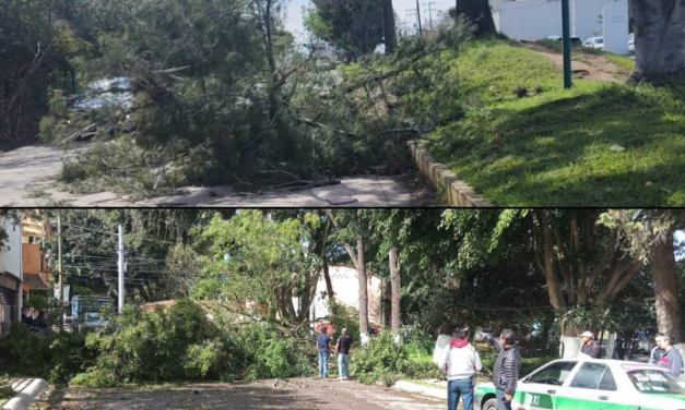 ‘Nortazo’ tira al menos 25  árboles en colonias de Xalapa