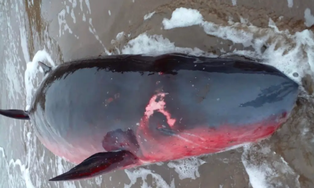 Sorprende a pobladores extraña especie marina en playa de Veracruz