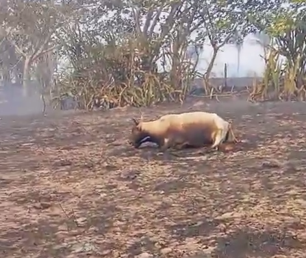 INCENDIOS FORESTALES PROVOCAN LA MUERTE DEL GANADO EN EL MPIO. DE SAN JUAN EVANGELISTA (VIDEO)