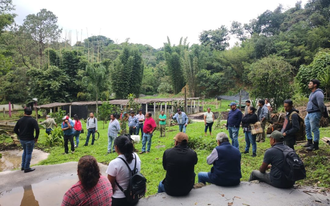 GOBIERNO MUNICIPAL DE IXHUATLAN DEL CAFÉ IMPULSA LA CONSTRUCCIÓN CON BAMBÚ PARA LA PRODUCCIÓN DE MOJARRA TILAPIA