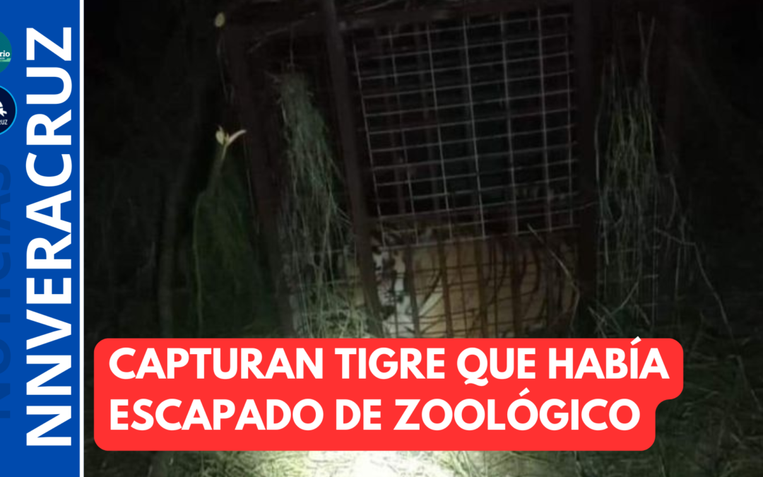 CAPTURAN TIGRE QUE HABÍA ESCAPADO DE ZOOLÓGICO