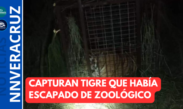 CAPTURAN TIGRE QUE HABÍA ESCAPADO DE ZOOLÓGICO