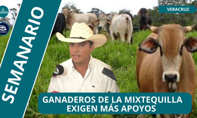 🐄GANADEROS DE LA MIXTEQUILLA EXIGEN APOYOS DEL GOBIERNO PARA INCREMENTAR SU PRODUCCIÓN