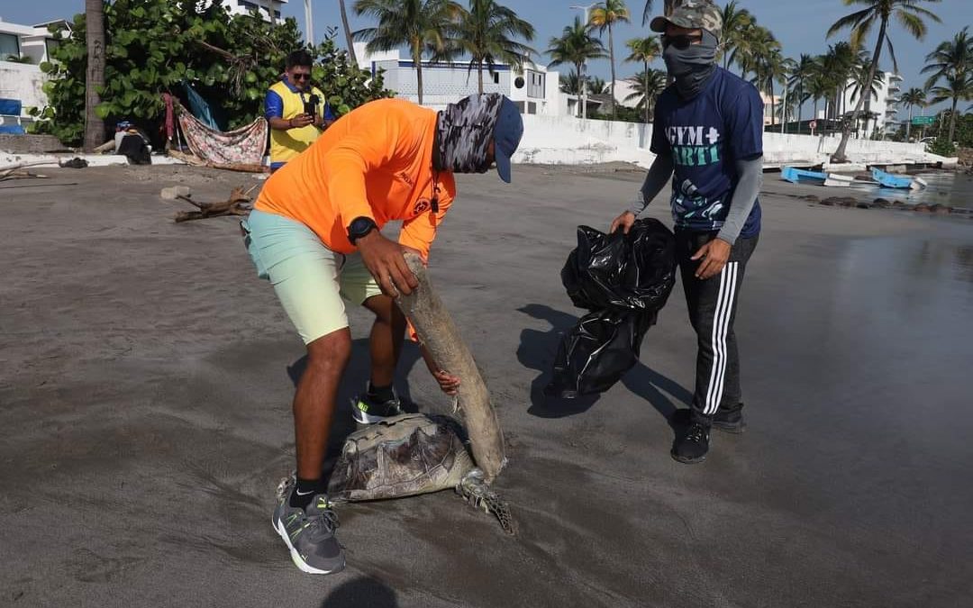 TORTUGA  MUERTA EN PLAYAS DE VERACRUZ