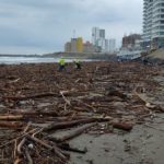 👉TRAS TEMPORAL LLUVIOSO ARRIBAN A PLAYAS TONELADAS DE PALIZADA Y SARGAZO