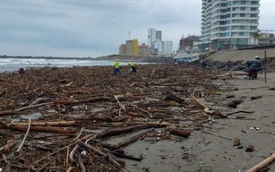 👉TRAS TEMPORAL LLUVIOSO ARRIBAN A PLAYAS TONELADAS DE PALIZADA Y SARGAZO