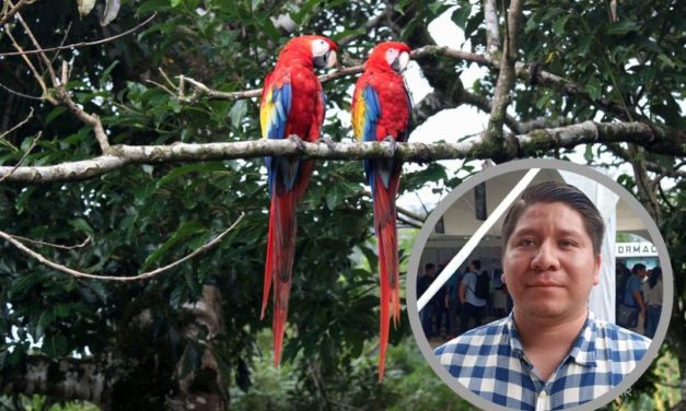 SOLICITAN APOYO PARA EL PROYECTO DE REINTRODUCCIÓN DE LA GUACAMAYA ROJA EN LOS TUXTLAS