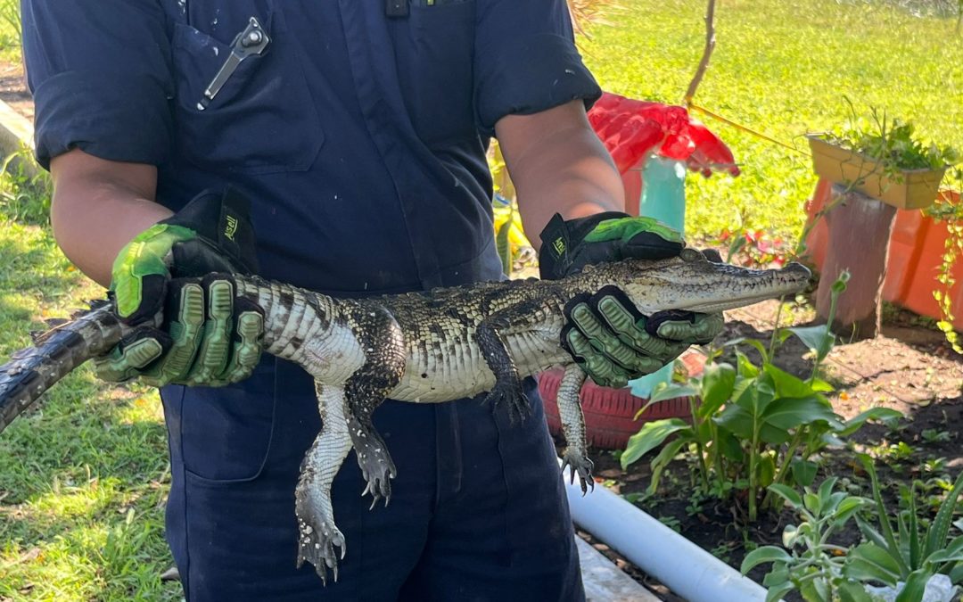 CRÍA DE COCODRILO IRRUMPE EN ESCUELA DE VERACRUZ