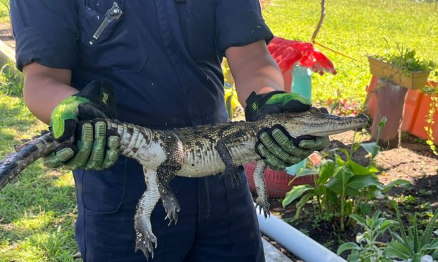 CRÍA DE COCODRILO IRRUMPE EN ESCUELA DE VERACRUZ