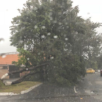 **Fuerte Lluvia Provoca la Caída de un Árbol en la Colonia Centro de Veracruz**