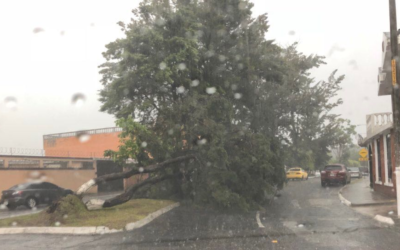 **Fuerte Lluvia Provoca la Caída de un Árbol en la Colonia Centro de Veracruz**