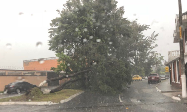 **Fuerte Lluvia Provoca la Caída de un Árbol en la Colonia Centro de Veracruz**