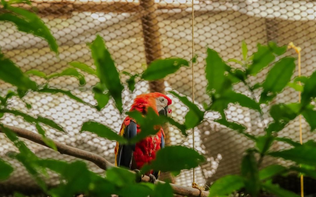 LIBERAN GUACAMAYAS EN LA ZONA DE LOS TUXTLAS