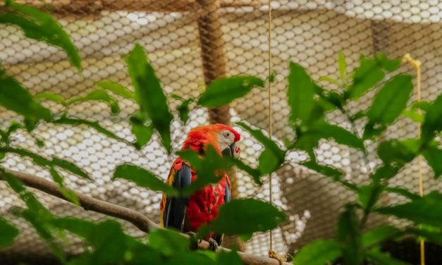 LIBERAN GUACAMAYAS EN LA ZONA DE LOS TUXTLAS